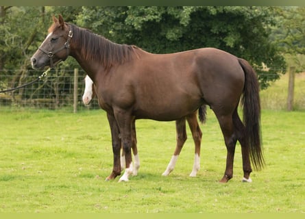 American Quarter Horse, Stute, 14 Jahre, 145 cm, Dunkelfuchs