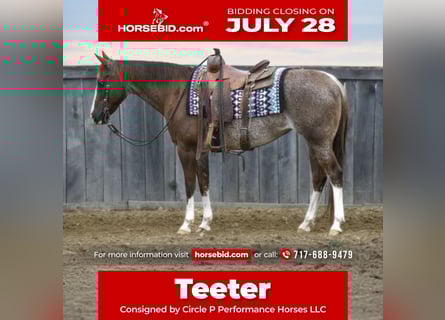 American Quarter Horse, Stute, 14 Jahre, 145 cm, Rabicano