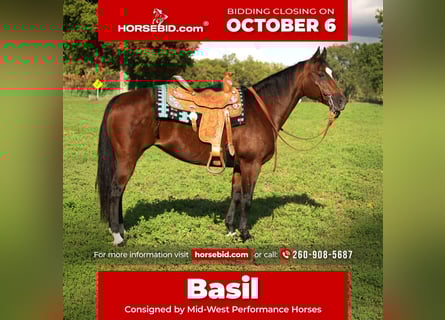 American Quarter Horse, Stute, 14 Jahre, 150 cm, Rotbrauner