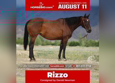 American Quarter Horse, Stute, 14 Jahre, 150 cm, Rotbrauner
