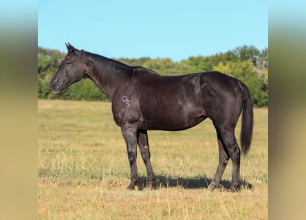 American Quarter Horse, Stute, 14 Jahre, Rappe