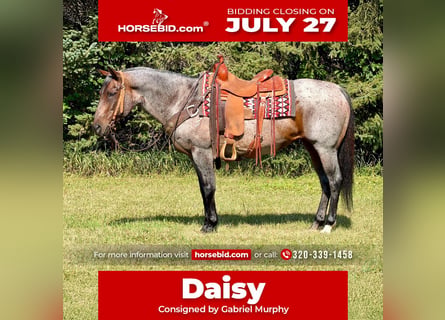 American Quarter Horse, Stute, 14 Jahre, Roan-Bay