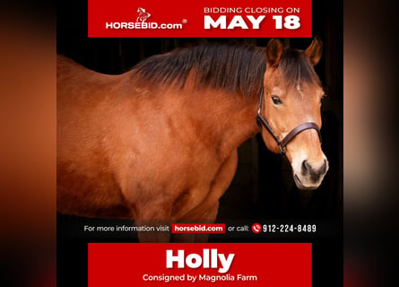 American Quarter Horse, Stute, 14 Jahre, Rotbrauner