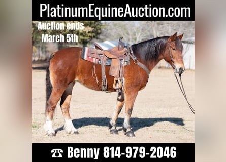 American Quarter Horse, Stute, 14 Jahre, Rotbrauner