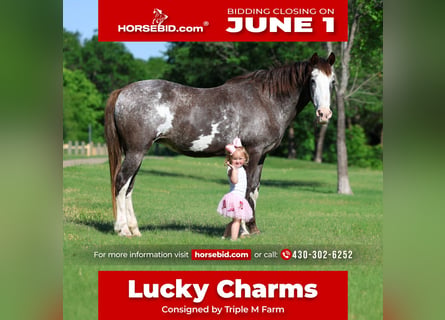 American Quarter Horse, Stute, 15 Jahre, 142 cm, Schecke