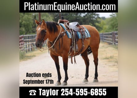 American Quarter Horse, Stute, 15 Jahre, 147 cm, Falbe