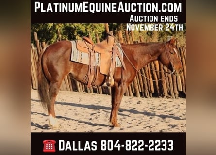 American Quarter Horse, Stute, 15 Jahre, 147 cm, Roan-Red