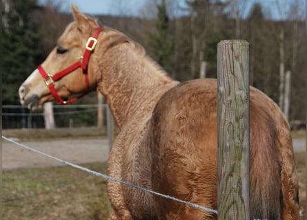 American Quarter Horse, Stute, 15 Jahre, 148 cm, Palomino