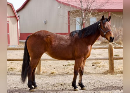 American Quarter Horse, Stute, 15 Jahre, 150 cm, Rotbrauner