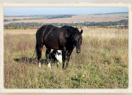 American Quarter Horse, Stute, 15 Jahre, 150 cm, Schwarzbrauner