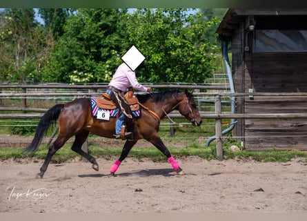 American Quarter Horse, Stute, 15 Jahre, 151 cm, Brauner