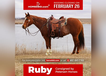 American Quarter Horse, Stute, 15 Jahre, 152 cm, Roan-Red