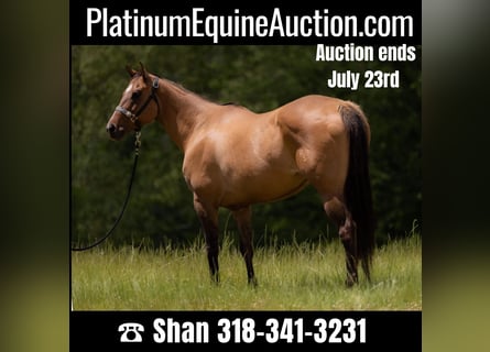 American Quarter Horse, Stute, 15 Jahre, 157 cm, Falbe