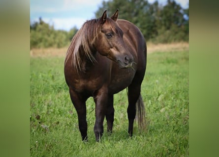 American Quarter Horse, Stute, 16 Jahre, 147 cm, Palomino