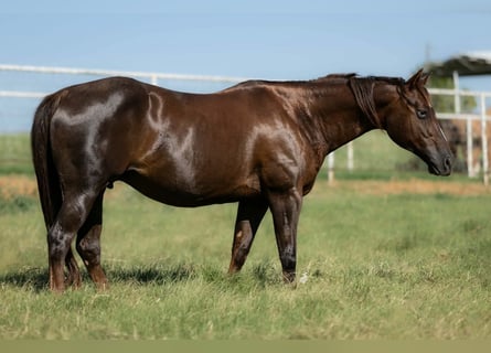American Quarter Horse, Stute, 16 Jahre, Dunkelfuchs