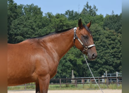 American Quarter Horse, Stute, 17 Jahre, 145 cm, Brauner