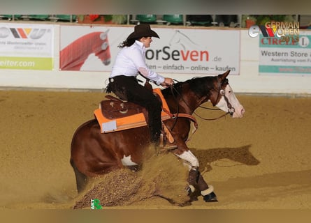 American Quarter Horse, Stute, 17 Jahre, 148 cm, Brauner