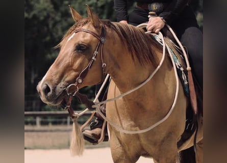 American Quarter Horse, Stute, 17 Jahre, 152 cm, Red Dun