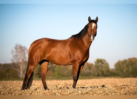 American Quarter Horse, Stute, 17 Jahre, 152 cm