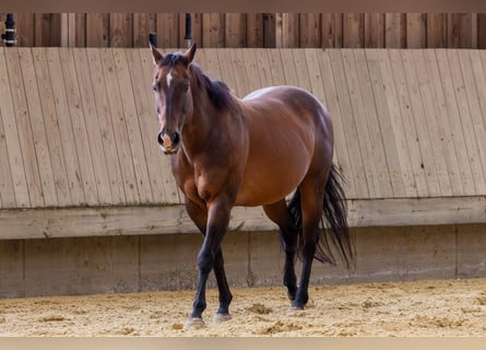 American Quarter Horse, Stute, 17 Jahre, 154 cm, Brauner