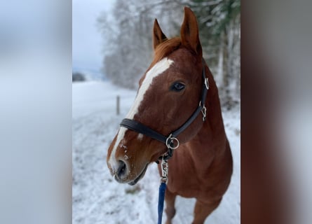 American Quarter Horse, Stute, 17 Jahre, 155 cm