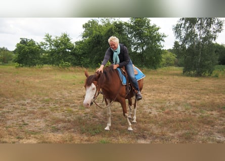 American Quarter Horse Mix, Stute, 19 Jahre, 145 cm