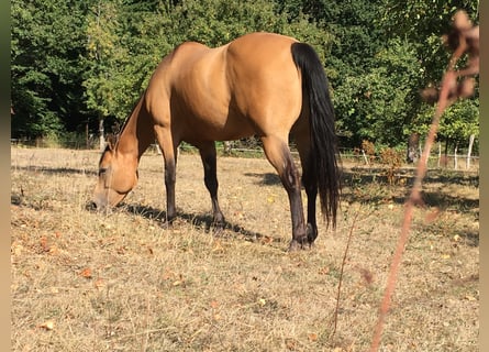 American Quarter Horse, Stute, 19 Jahre, Buckskin