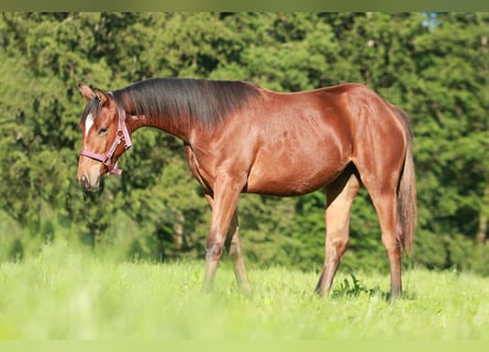 American Quarter Horse, Stute, 1 Jahr, 141 cm, Brauner