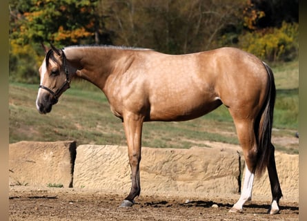 American Quarter Horse, Stute, 1 Jahr, 142 cm, Buckskin