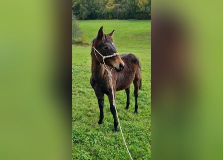 American Quarter Horse, Stute, 1 Jahr, 146 cm, Brauner