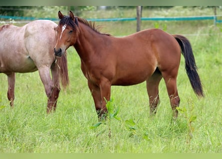 American Quarter Horse, Stute, 1 Jahr, 148 cm, Brauner