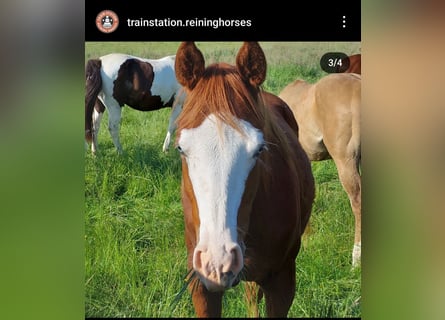 American Quarter Horse, Stute, 1 Jahr, 148 cm, Fuchs