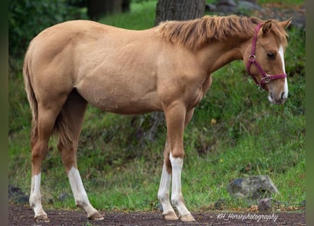 American Quarter Horse, Stute, 1 Jahr, 148 cm, Red Dun