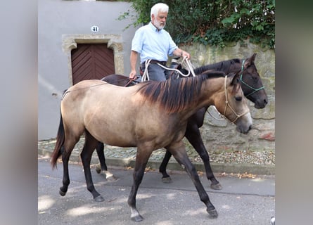 American Quarter Horse, Stute, 1 Jahr, 148 cm, Schimmel