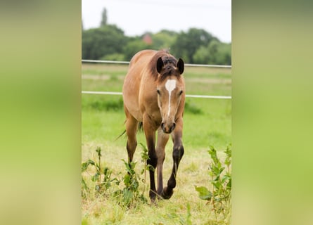 American Quarter Horse, Stute, 1 Jahr, 150 cm, Brauner