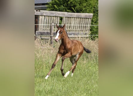 American Quarter Horse, Stute, 1 Jahr, 150 cm, Brauner