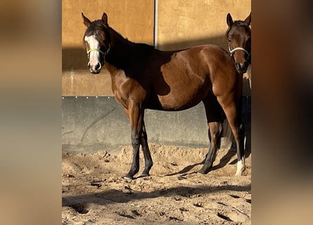 American Quarter Horse, Stute, 1 Jahr, 150 cm, Brauner