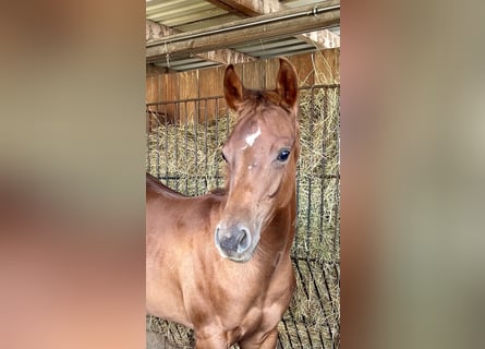 American Quarter Horse, Stute, 1 Jahr, 150 cm, Fuchs