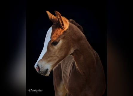 American Quarter Horse, Stute, 1 Jahr, 150 cm, Grullo