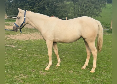 American Quarter Horse, Stute, 1 Jahr, 150 cm, Palomino