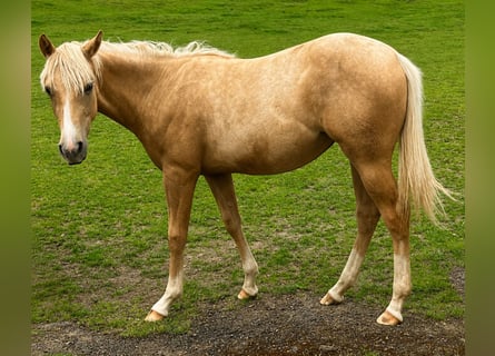 American Quarter Horse, Stute, 1 Jahr, 150 cm, Palomino