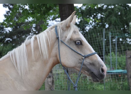 American Quarter Horse, Stute, 1 Jahr, 150 cm, Palomino