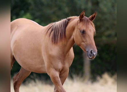 American Quarter Horse, Stute, 1 Jahr, 150 cm, Red Dun