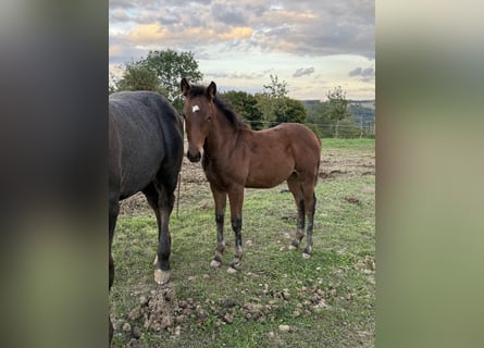 American Quarter Horse Mix, Stute, 1 Jahr, 150 cm
