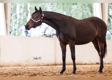 American Quarter Horse, Stute, 1 Jahr, 152 cm, Brauner