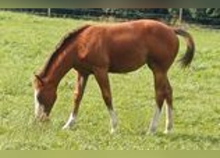 American Quarter Horse, Stute, 1 Jahr, 152 cm, Brauner