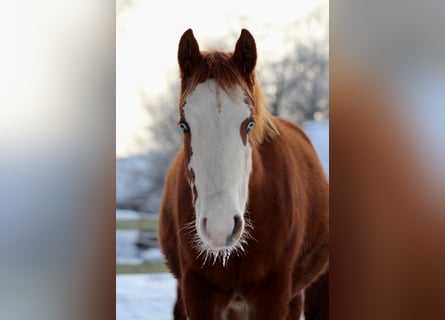 American Quarter Horse, Stute, 1 Jahr, 152 cm, Fuchs