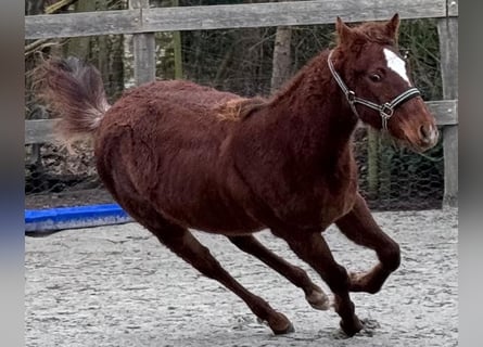 American Quarter Horse, Stute, 1 Jahr, 152 cm, Fuchs