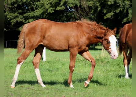 American Quarter Horse, Stute, 1 Jahr, 153 cm, Fuchs