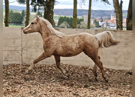 American Quarter Horse, Stute, 1 Jahr, 153 cm, Palomino